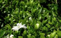 Double Mint Gardenia - 1 Gallon Pot -Plant Serie Store Gardenia Double Mint 7 1