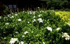 Double Mint Gardenia - 1 Gallon Pot -Plant Serie Store Gardenia Double Mint 8 1