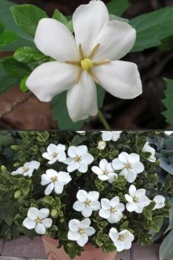 Hardy Fragrant Daisy Gardenia Bush - 2.5 Quart Pot -Plant Serie Store Gardenia Hardy Daisy 500x750 3