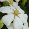 Heaven Scent Gardenia - 1 Gallon Pot -Plant Serie Store Gardenia Heaven Scent 15