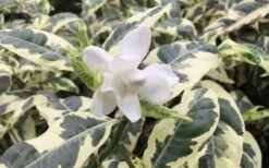 Variegated August Beauty Gardenia - 1 Gallon Pot -Plant Serie Store Gardenia Variegated 1 1