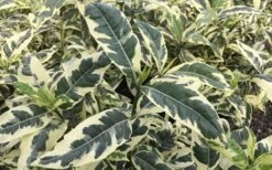 Variegated August Beauty Gardenia - 3 Gallon Pot 11 Variegated August Beauty Gardenia - 3 Gallon Pot -Plant Serie Store Gardenia Variegated 2