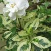 Variegated August Beauty Gardenia - 3 Gallon Pot -Plant Serie Store Gardenia Variegated BS