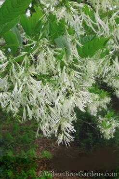 Grancy Graybeard - White Fringe Tree - 3 Gallon Pot 17 Grancy Graybeard - White Fringe Tree - 3 Gallon Pot -Plant Serie Store Grancy Graybeard Tree 30