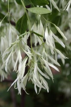 Grancy Graybeard - White Fringe Tree - 7 Gallon Pot (2-3') -Plant Serie Store Grancy Graybeard Tree 32 1