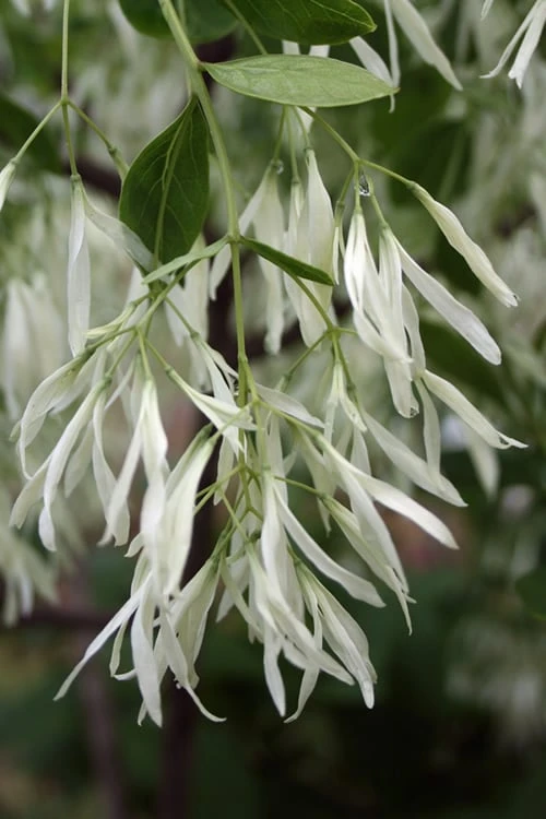 Grancy Graybeard - White Fringe Tree - 3 Gallon Pot 7 Grancy Graybeard - White Fringe Tree - 3 Gallon Pot - Image 5