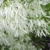 Grancy Graybeard - White Fringe Tree - 3 Gallon Pot 1 Grancy Graybeard - White Fringe Tree - 3 Gallon Pot -Plant Serie Store Grancy Graybeard Tree Flowers 21 500x750 1