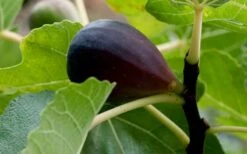 Black Mission Fig Tree - 6 Pack Of 1 Gallon Pots -Plant Serie Store Grape Black Mission 50 1