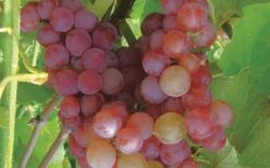 Reliance Red Seedless Grape Vine - 1 Gallon Pot 9 Reliance Red Seedless Grape Vine - 1 Gallon Pot -Plant Serie Store Grape Reliance 50