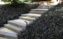 Black Mondo Grass - Ophiopogon Planiscapus 'Nigrescens' - 6 Pack Of 1 Gallon Pots 12 Black Mondo Grass - Ophiopogon Planiscapus 'Nigrescens' - 6 Pack Of 1 Gallon Pots -Plant Serie Store Grass Mondo Black