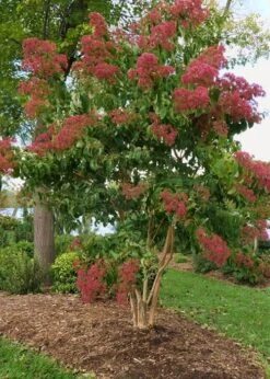 Temple Of Bloom Seven-son Flower (Heptacodium Miconioides) - 3 Gallon Pot -Plant Serie Store Heptacodium Temple Of Bloom 8