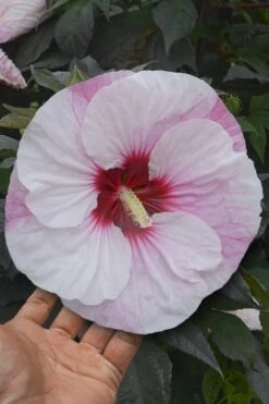 Summerific Perfect Storm Hibiscus - Rose Mallow - 2 Gallon Pot -Plant Serie Store Hibiscus Perfect Storm 1