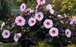 Summerific Perfect Storm Hibiscus - Rose Mallow - 2 Gallon Pot -Plant Serie Store Hibiscus Perfect Storm 3
