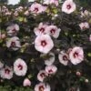 Summerific Perfect Storm Hibiscus - Rose Mallow - 2 Gallon Pot -Plant Serie Store Hibiscus Petrfect Storm 2