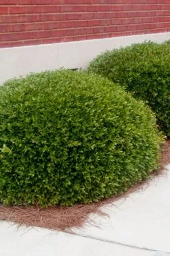 Bordeaux Dwarf Yaupon Holly - 3 Gallon Pot