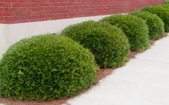 Bordeaux Dwarf Yaupon Holly - 3 Gallon Pot -Plant Serie Store Holly Bordeaux 11