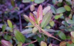 Bordeaux Dwarf Yaupon Holly - 3 Gallon Pot -Plant Serie Store Holly Bordeaux Dwarf Yaupon NewGrowth