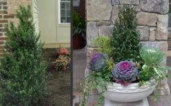 Pyramidal Compacta Japanese Holly - 3 Gallon Pot -Plant Serie Store Holly Compacta Pyramidal 2