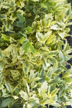 Golden Oakland Holly - 1 Gallon Pot 10 Golden Oakland Holly - 1 Gallon Pot -Plant Serie Store Holly Golden Oakland 1