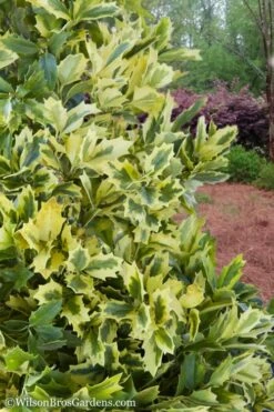 Golden Oakland Holly - 1 Gallon Pot 11 Golden Oakland Holly - 1 Gallon Pot -Plant Serie Store Holly Golden Oakland 2