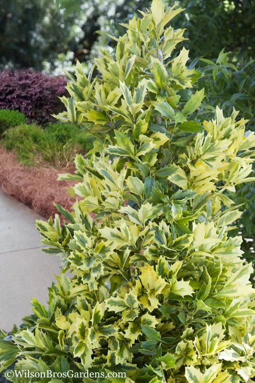 Golden Oakland Holly - 1 Gallon Pot 3 Golden Oakland Holly - 1 Gallon Pot