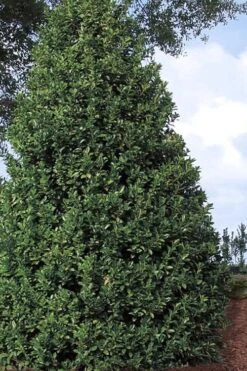 Oakland Holly - 1 Gallon Pot -Plant Serie Store Holly Oakland 11