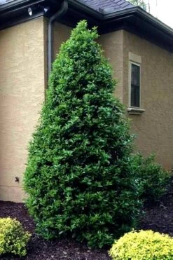 Greenleaf American Holly (Ilex Opaca) - 3 Gallon Pot -Plant Serie Store Holly Oakland 12 2