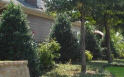 Oakland Holly - 3 Gallon Pot -Plant Serie Store Holly Oakland 13 1