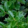 Oakland Holly - 1 Gallon Pot -Plant Serie Store Holly Oakland 14