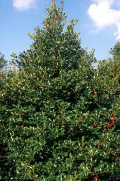 Wirt L. Winn Holly (Ilex X Koehneana) - 3 Gallon Pot 10 Wirt L. Winn Holly (Ilex X Koehneana) - 3 Gallon Pot -Plant Serie Store Holly Wirt L Winn 2
