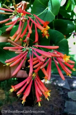 Major Wheeler Red Trumpet Honeysuckle - 3 Gallon Pot 18 Major Wheeler Red Trumpet Honeysuckle - 3 Gallon Pot -Plant Serie Store Honeysuckle Major Wheeler 23