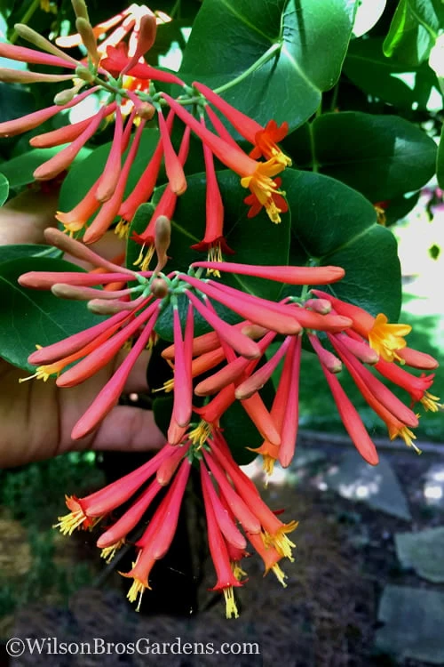 Major Wheeler Red Trumpet Honeysuckle - 3 Gallon Pot 10 Major Wheeler Red Trumpet Honeysuckle - 3 Gallon Pot - Image 8