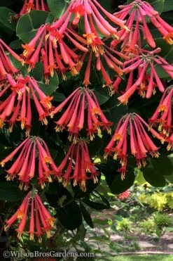 Major Wheeler Red Trumpet Honeysuckle - 3 Gallon Pot 14 Major Wheeler Red Trumpet Honeysuckle - 3 Gallon Pot -Plant Serie Store Honeysuckle Major Wheeler 31