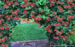 Major Wheeler Red Trumpet Honeysuckle - 3 Gallon Pot 15 Major Wheeler Red Trumpet Honeysuckle - 3 Gallon Pot -Plant Serie Store Honeysuckle Major Wheeler 35