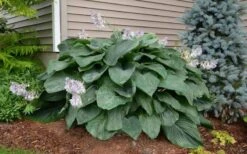 Empress Wu Giant Hosta Lily - 1 Gallon Pot -Plant Serie Store Hosta Empress Wu 20