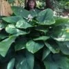Empress Wu Giant Hosta Lily - 1 Gallon Pot -Plant Serie Store Hosta Empress Wu 21