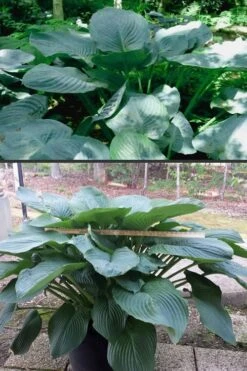 Empress Wu Giant Hosta Lily - 1 Gallon Pot -Plant Serie Store Hosta Empress Wu 500x750 1