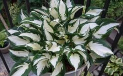 Fire & Ice Hosta Lily - 6 Pack Of 1 Gallon Pots -Plant Serie Store Hosta Fire And Ice