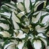 Fire & Ice Hosta Lily - 6 Pack Of 1 Gallon Pots -Plant Serie Store Hosta Fire And Ice 500x750 1