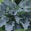 Waterslide Hosta Lily - 1 Gallon Pot -Plant Serie Store Hosta Lily Waterslide 10