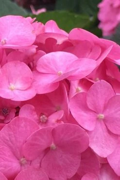 After Midnight Hydrangea - 3 Gallon Pot -Plant Serie Store Hydrangea After Midnight 1