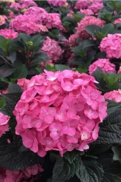 Plant Serie Store 33 After Midnight Hydrangea - 3 Gallon Pot