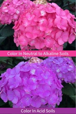 After Midnight Hydrangea - 3 Gallon Pot -Plant Serie Store Hydrangea After Midnight 6