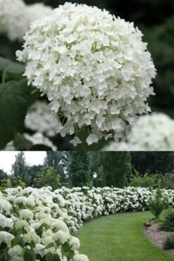 Annabelle Hydrangea - 3 Gallon Pot -Plant Serie Store Hydrangea Annabelle 1 500x750 1