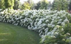 Annabelle Hydrangea - 3 Gallon Pot -Plant Serie Store Hydrangea Annabelle Hedge 1