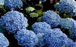 Big Daddy Hydrangea - 2 Gallon Pot -Plant Serie Store Hydrangea Big Daddy
