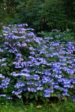 Blue Wave Lacecap Hydrangea - 3 Gallon Pot -Plant Serie Store Hydrangea Blue Wave 1