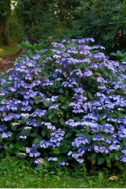 Blue Wave Lacecap Hydrangea - 3 Gallon Pot -Plant Serie Store Hydrangea Blue Wave 3