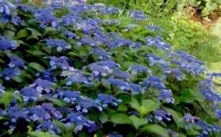 Bluebird Hydrangea - 1 Gallon Pot -Plant Serie Store Hydrangea Bluebird 3