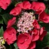 Cherry Explosion Hydrangea - 1 Gallon Pot -Plant Serie Store Hydrangea Cherry Explosion 1